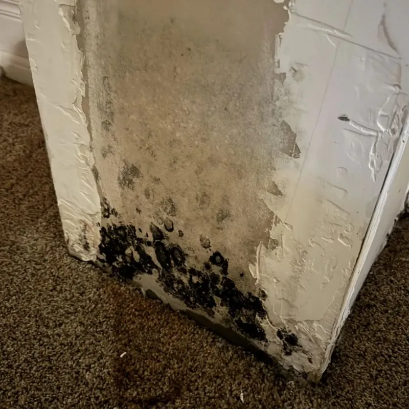 Professional Mold Removal in Lakeview, GA